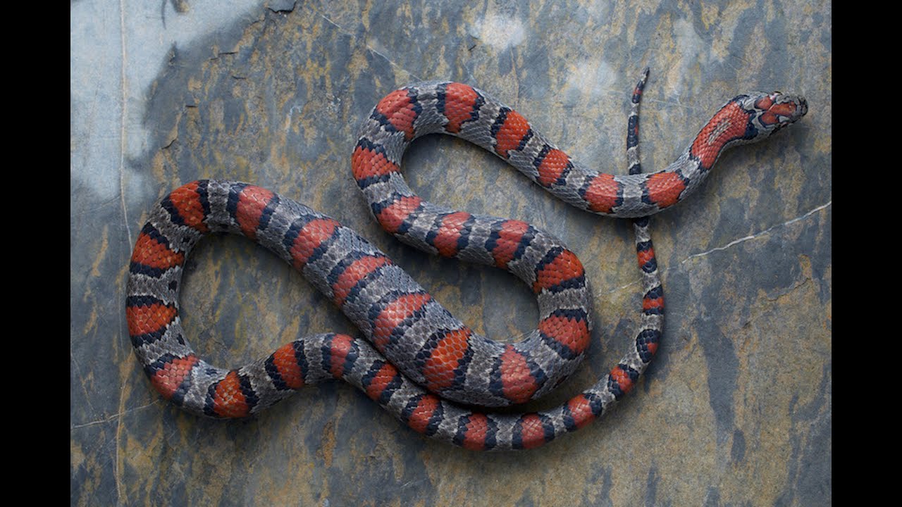 Herping Central Mexico 2022 (Part 2): Coral Snake, Mex Mex x2, & More Rattlesnakes