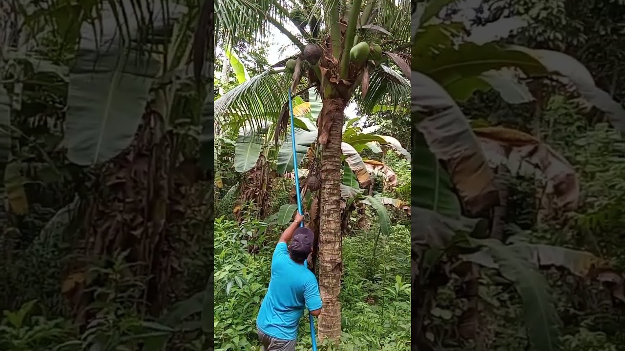 Mangungha tayo Ng buko sa bukid..