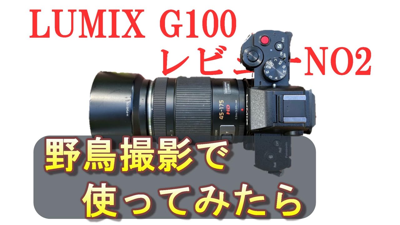 【LUMIX G100レビューNO2】野鳥撮影で使ってみたら