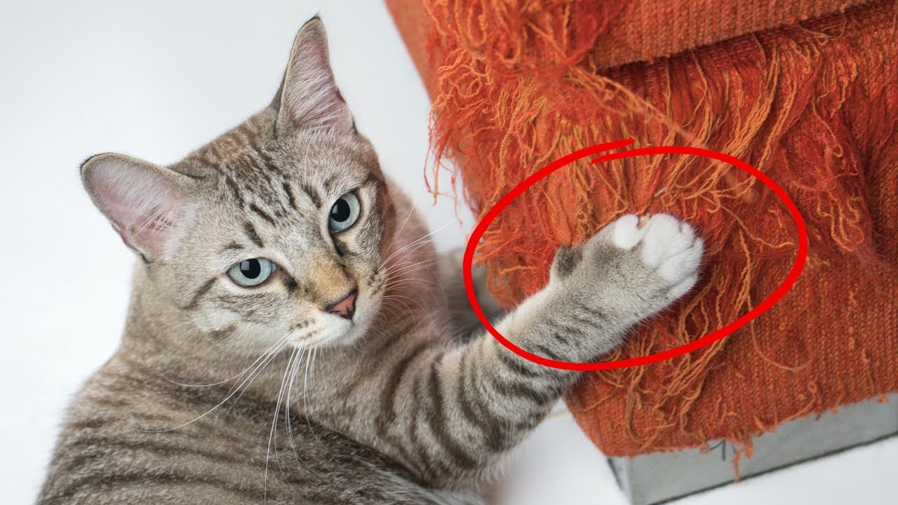 How To Tell Your Cat Not to Do Something