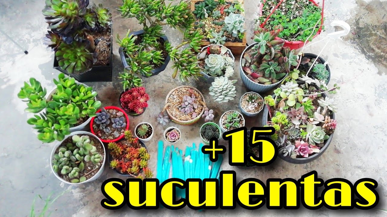 ENCONTRÉ EL NOMBRE DE TODAS ESTAS SUCULENTAS + cuidados básicos #1 🧐🌱 | Jardines by Angie