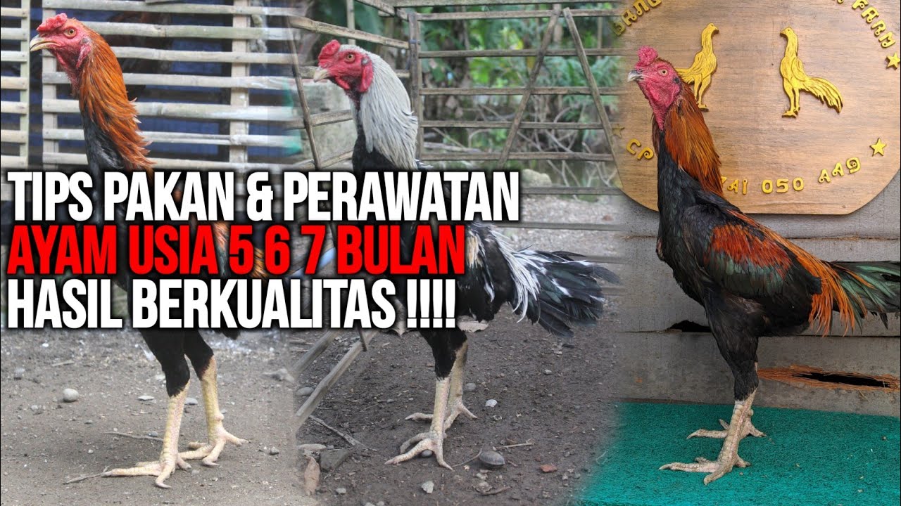 Hasil panen berkualitas !!!! Tips perawatan ayam usia 5 6 7 bulan