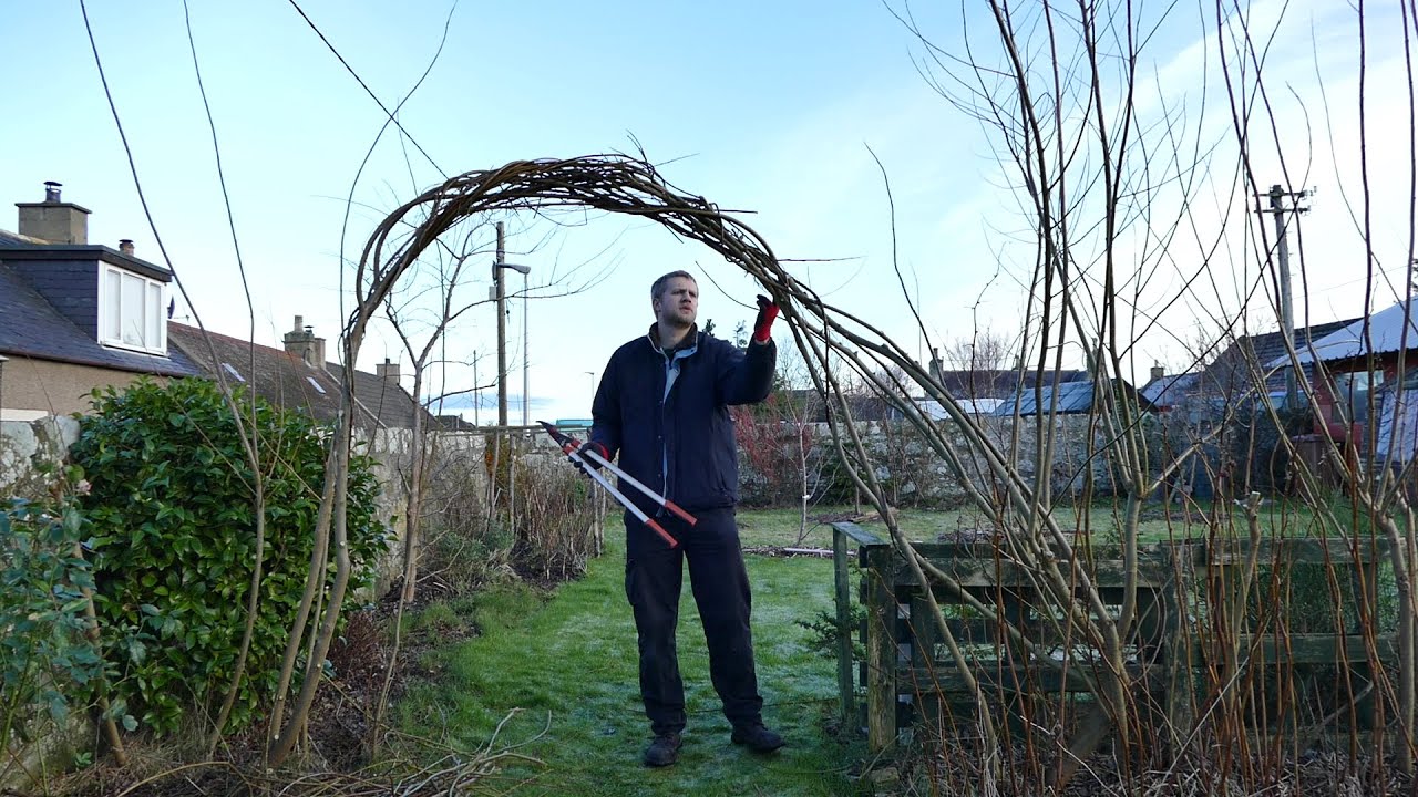 Pruning Willow Arches And Pollarding (2021)