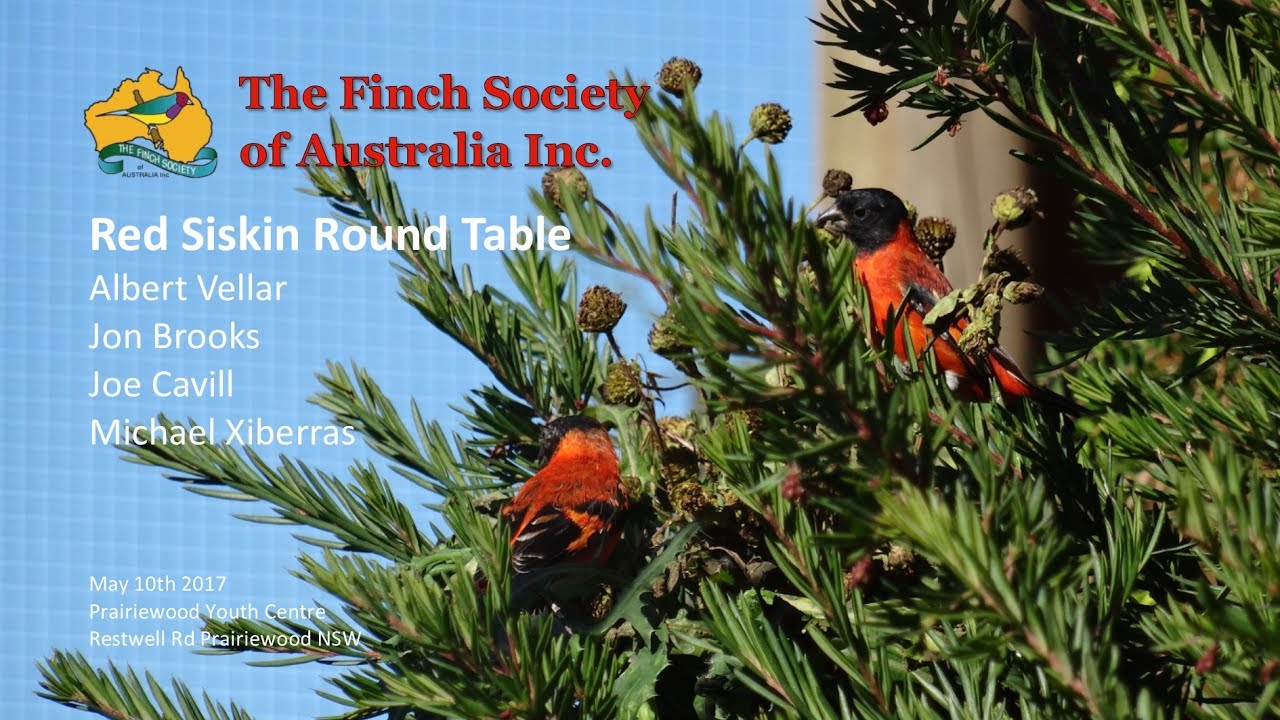 Red Siskin Round Table