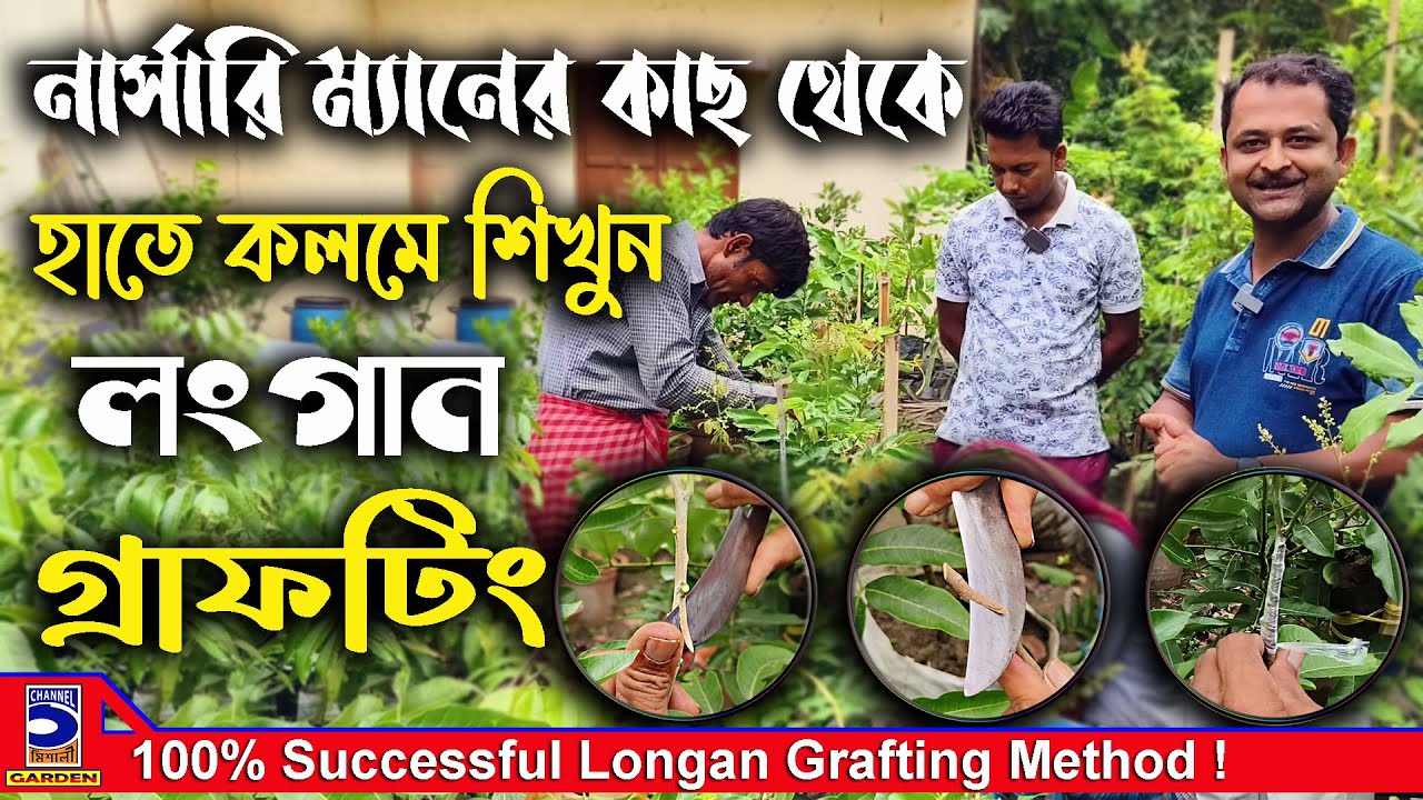 নার্সারি ম্যানের কাছ থেকে হাতে কলমে শিখুন লংগান গ্রাফটিং ! Longan grafting method !