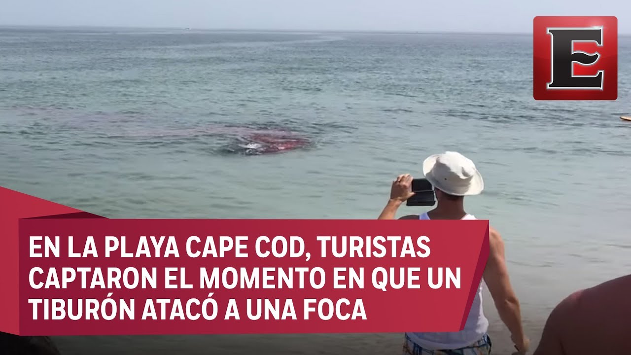 Video: Captan ataque de tiburón blanco a pocos metros de la playa