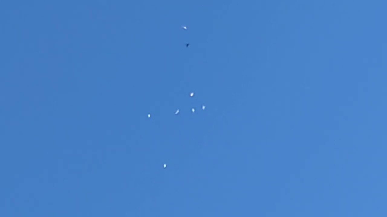 Ижевские и пермские голуби. Полёты 27.08.24