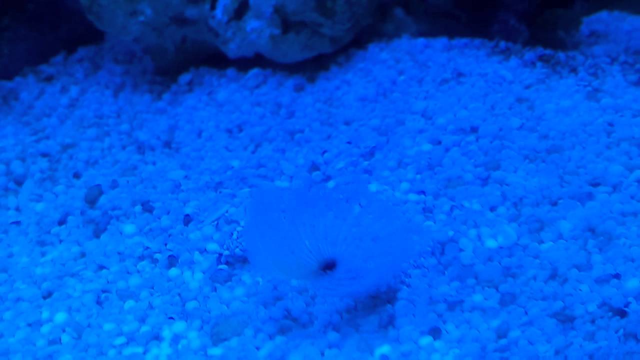 Веерный червь  Sabellidae