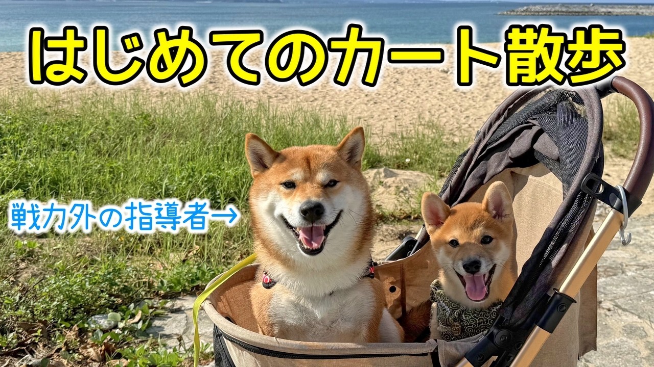柴犬なだのはじめてのカート散歩で戦力外を通告された先住犬のてぃーだ