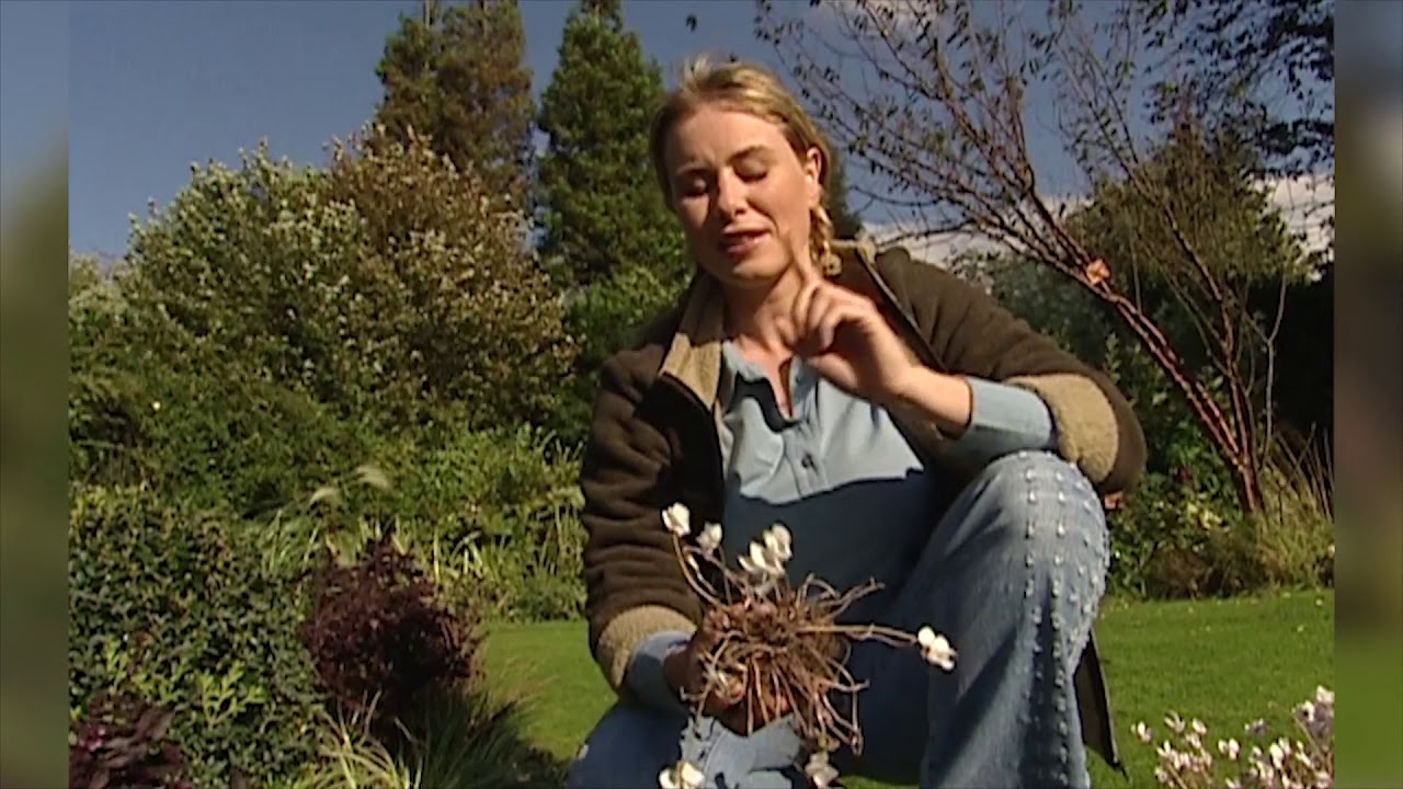 Planter des cyclamens