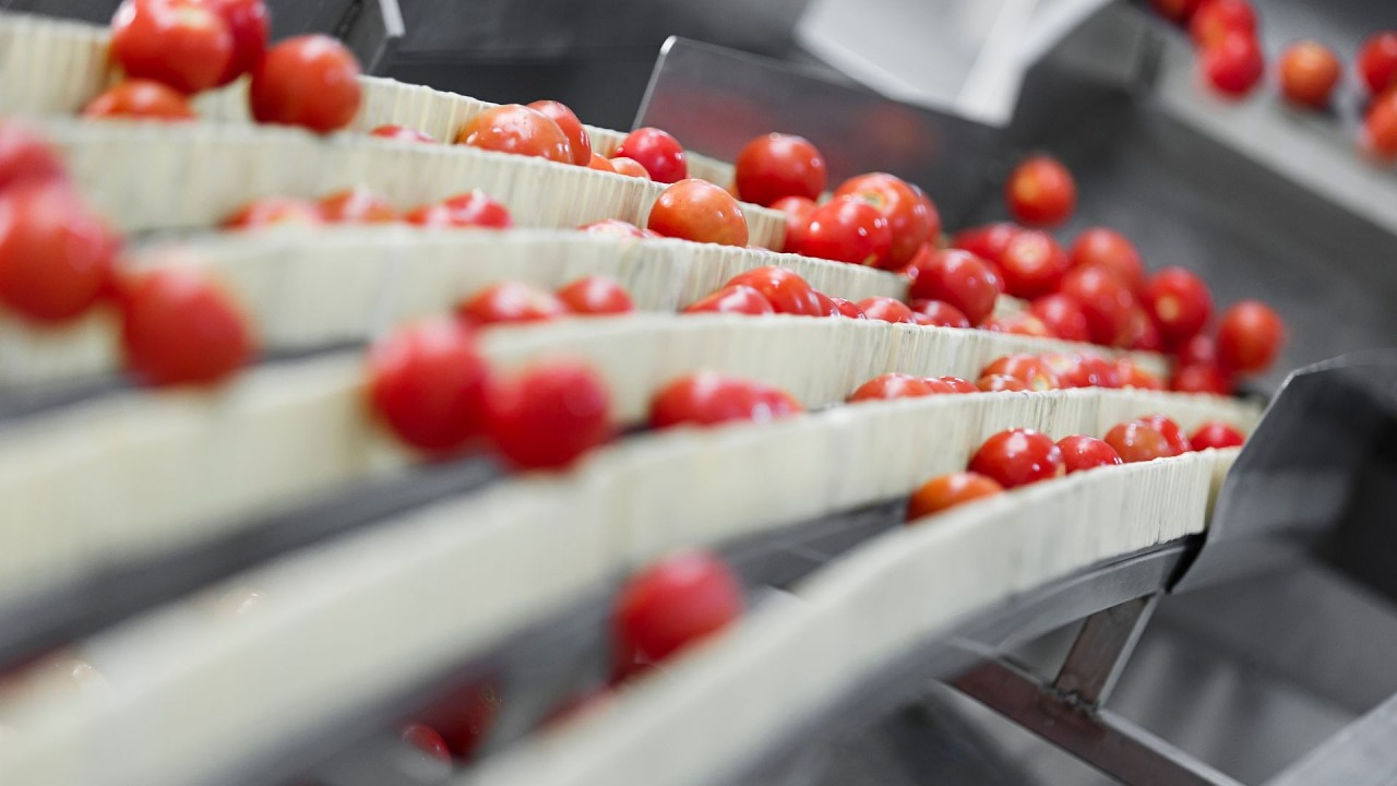 HOW TOMATO SAUCE is MADE in factories| How to PREPARE bottled TOMATO SAUCE