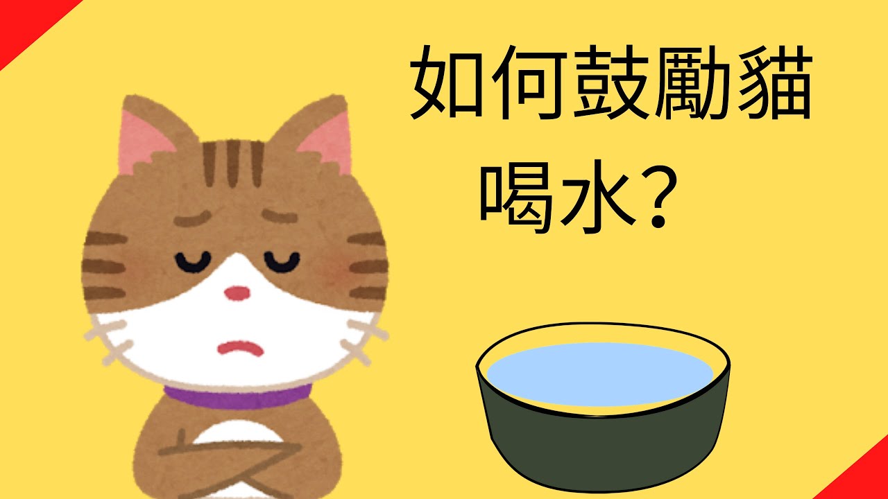 如何鼓勵貓喝水