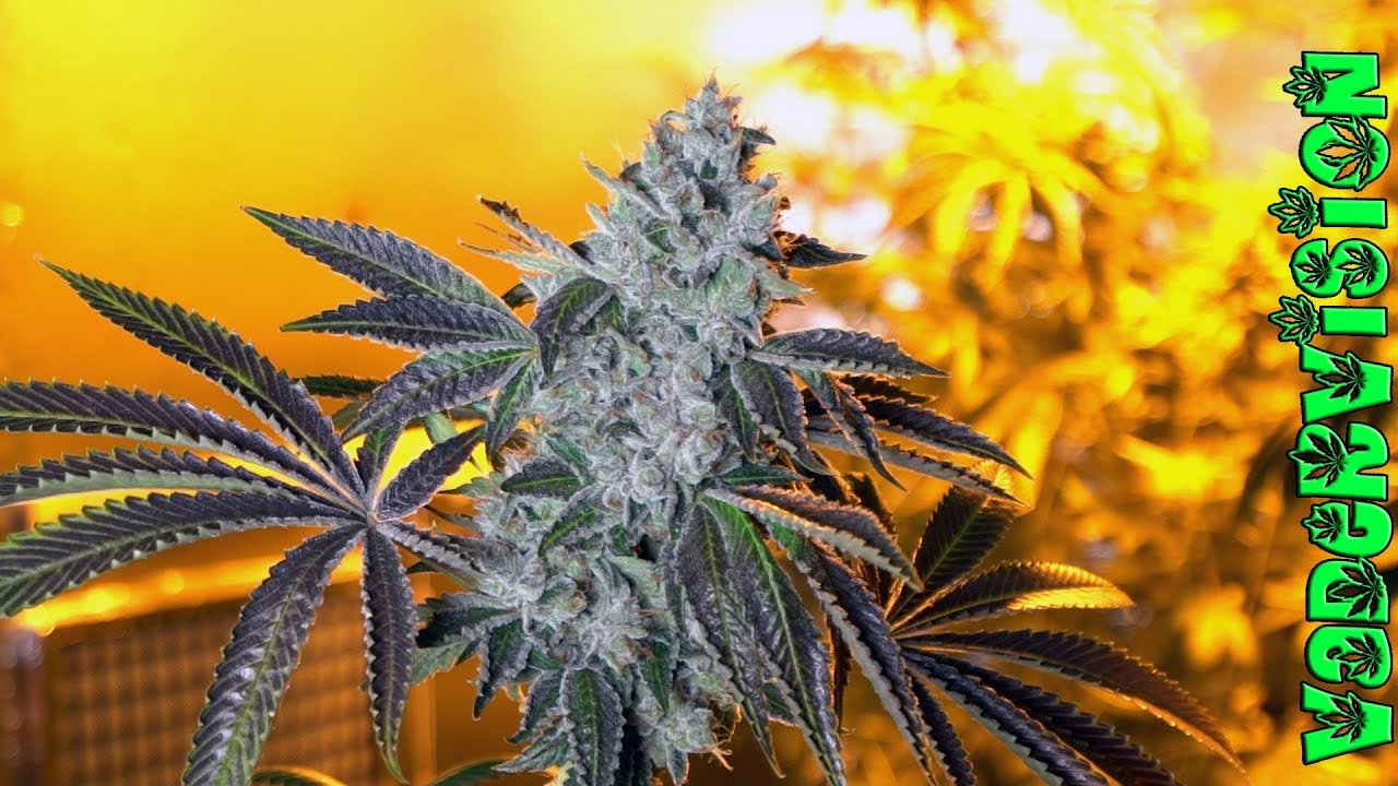 2018 Cali Legal Grow * Day 35 *  Harvest for some of our Newest Testers!