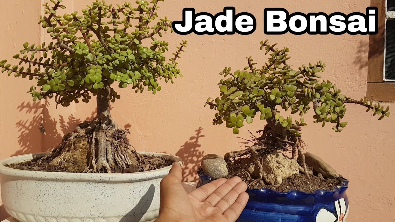 How to make Bonsai : Jade Bonsai : Root over rock style Bonsai