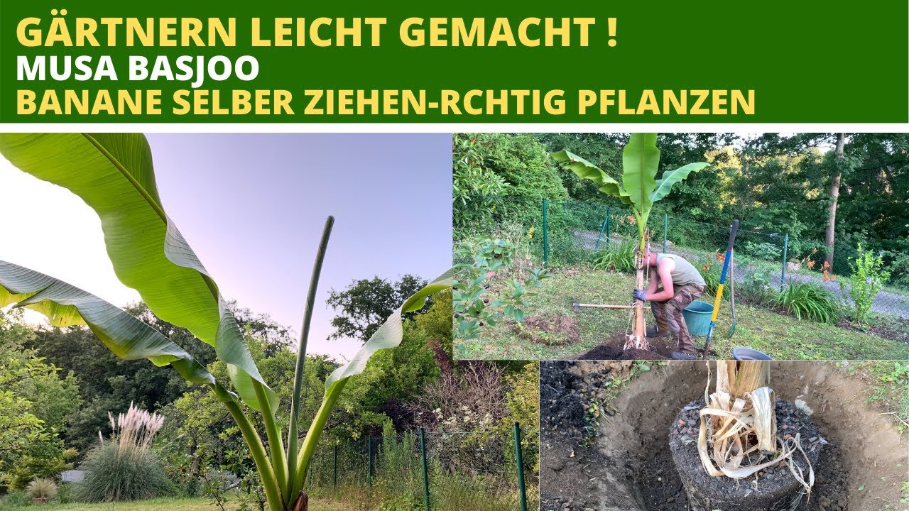 Musa basjoo Banane selber ziehen Exoten im Garten pflanzen