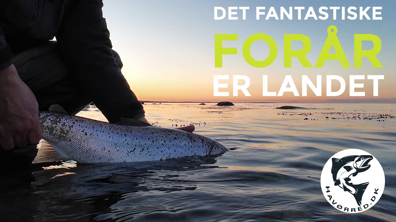 Havørred 🐟 Fiskeri 🎣 Fantastisk Forår 🌞