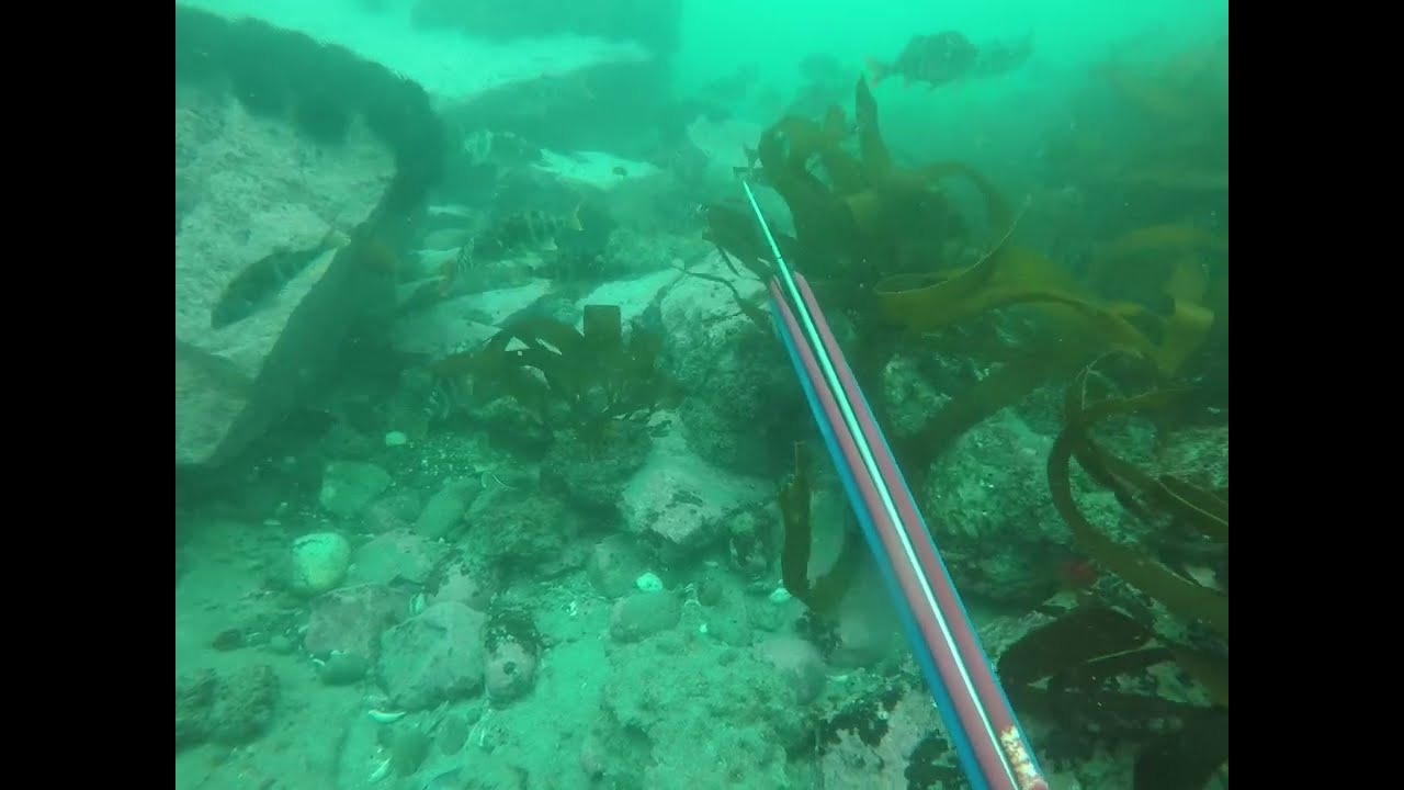 SPEARFISHING/ GRUPO DE PINTACHAS/ SELECCIONANDO AL GRANDE/