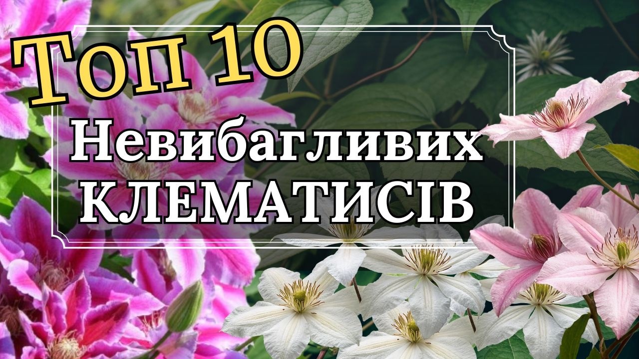 ТОП-10 невибагливих клематисів 🌿 Для ледачих і початківців | Простий догляд + обрізка