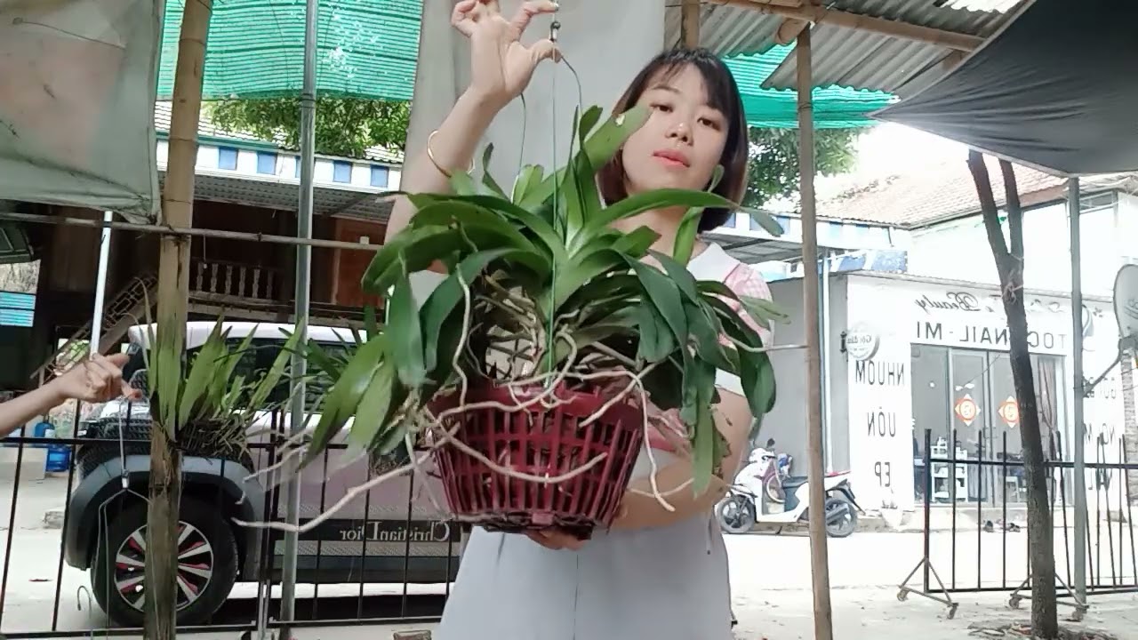 15/3 CÔ GIÁO VÙNG CAO BÁN LAN RỪNG GIÁ RẺ 0364773794 @phonglanrunghoabinh7367 