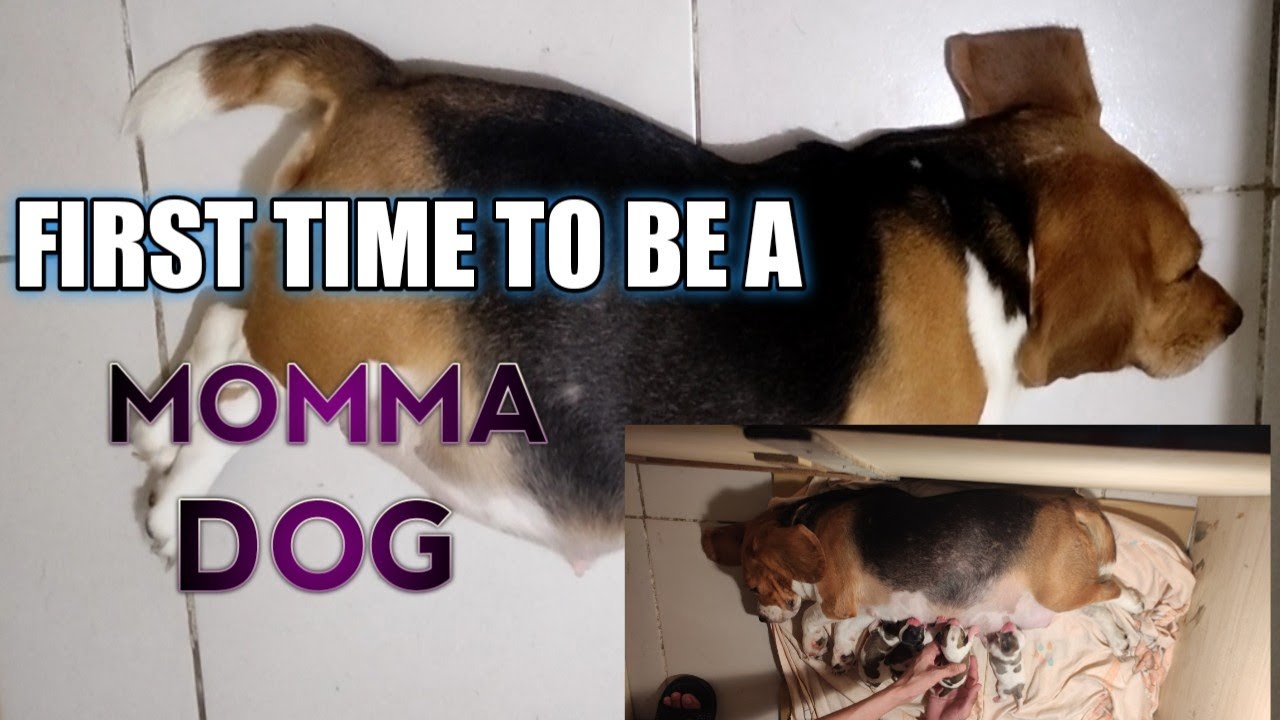 OUR BEAGLE GAVE BIRTH (NAGPAANAK NG BEAGLE)