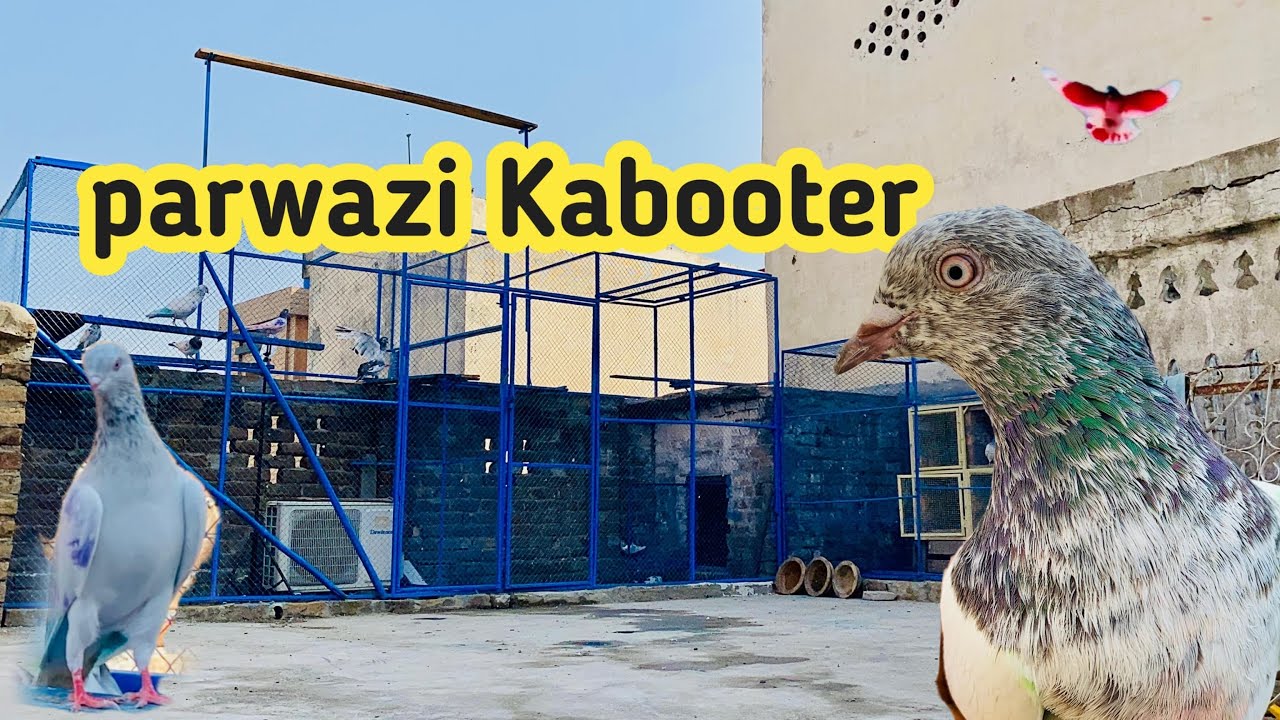 Parwazi kabootar ka Shok || High Flyer Pigeon || @pindipigeonclub.