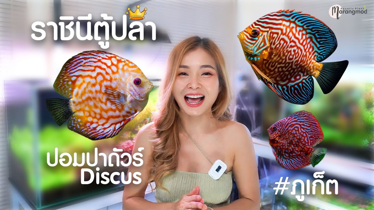 พาชมร้านปอมปาดัวร์ กุหลาบหิน ปลากัด นก หนูแฮมเตอร์ ที่ร้านคนรักปลาภูเก็ต | MarangMod Channel