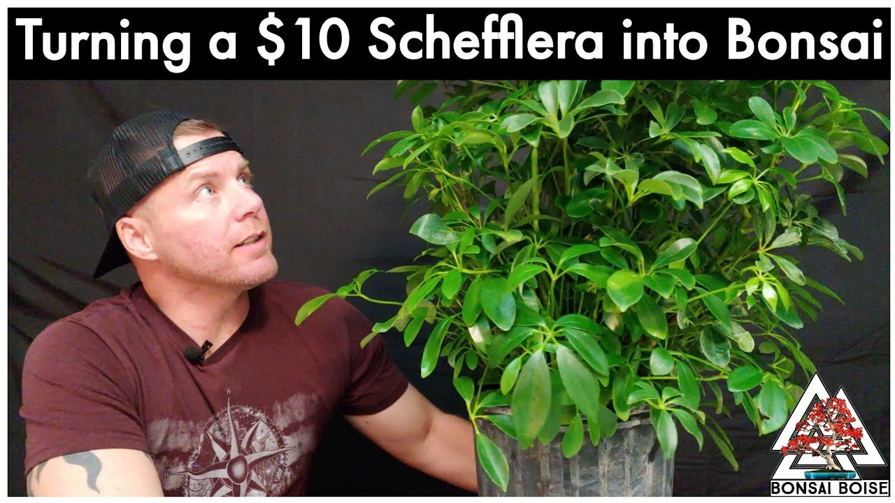 Getting great bonsai from a $10 Schefflera. And you can too!