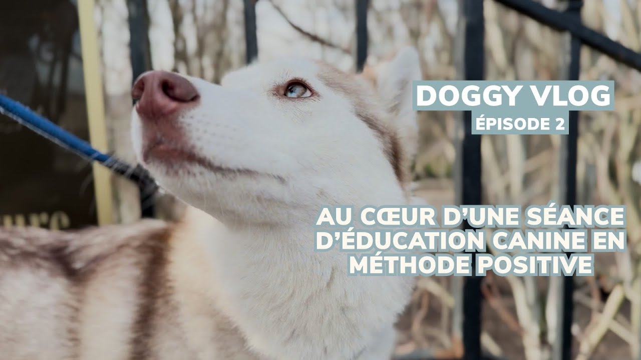 Éducation canine positive: une séance complète avec ma chienne Tsuki à Paris
