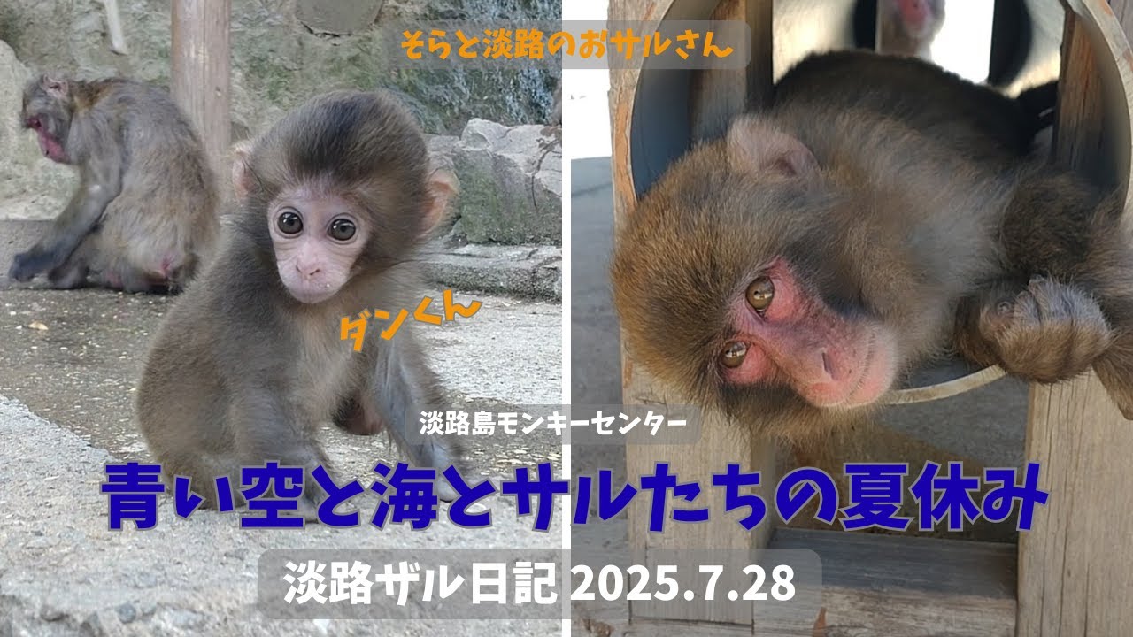 ヨロコンデさんのベビくん♡可愛さ全開☆元気なダンくんも最後に登場♪2025.7.28 淡路ザル日記 【淡路島モンキーセンター】