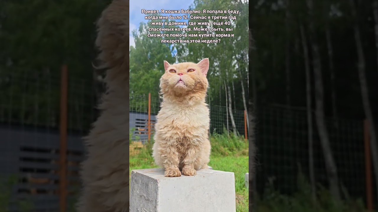 Для помощи &zwnj;СБ 5336 6901 6946 5830 или активная ссылка в описании профиля. Большое спасибо ❤️ #кот