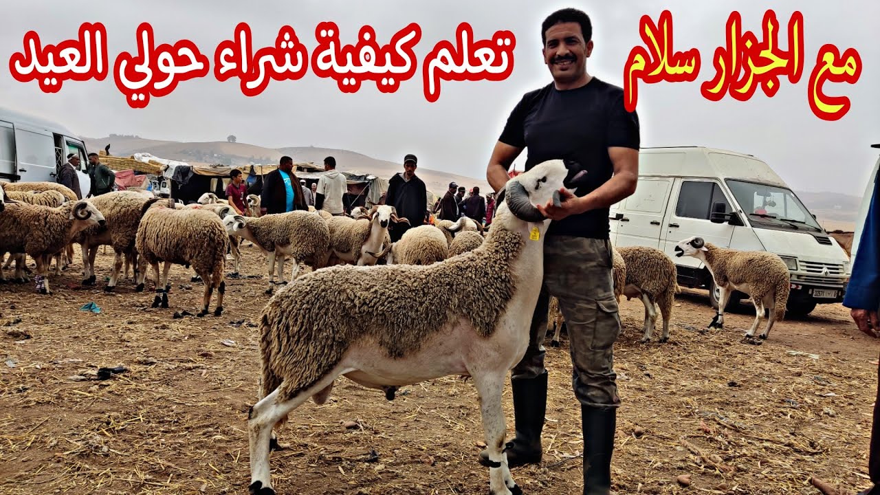 أجي تستافد كيفاش تشري أو تقلب الحولي العيد مع الأخ جزار سلام ☮️ أسابيع قليلة من عيد الأضحى