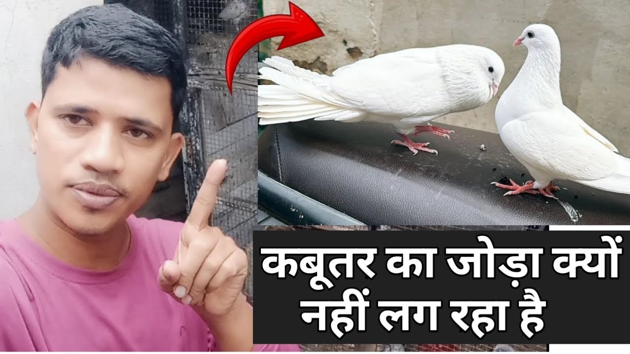 कबूतर का जोड़ा क्यों नहीं लगता है // आपके साथ भी ऐसा हो रहा है तो वीडियो जरूर देखें