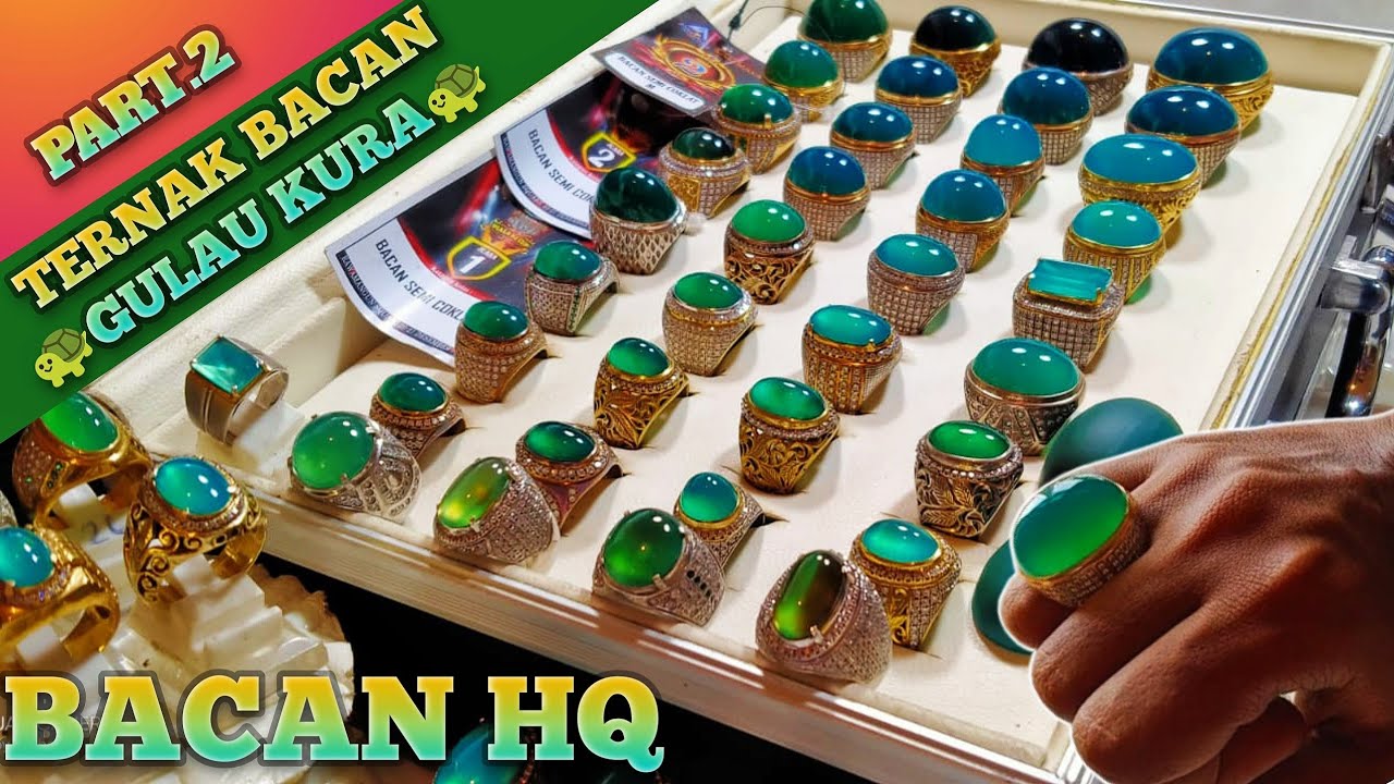 PART 2 | BACAN GULAU DAN BACAN COKLAT MERAH BEST QUALITY | BACAN TERBARU ! 