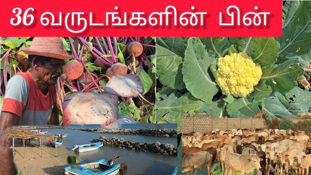 போரால் பாதிக்கப்பட்ட கிராம் இன்று #colombovicky #fish market #jaffna #srilanka 