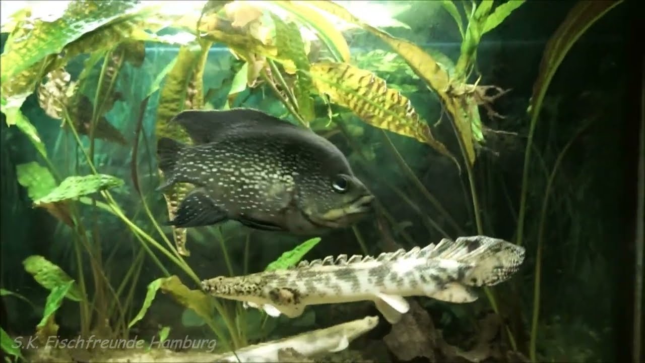 Madagaskar Buntbarsche, Paratilapia polleni, Marakeli, und Flösselhechte Polypterus endlicherii