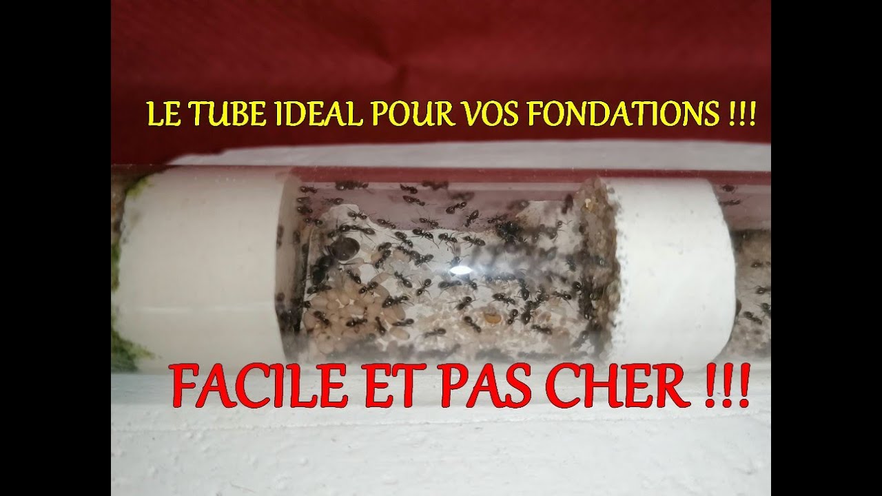 [TUTO] Fabriquer un  tube compartimenté en plâtre rechargeable pour vos fourmis . Medoc72