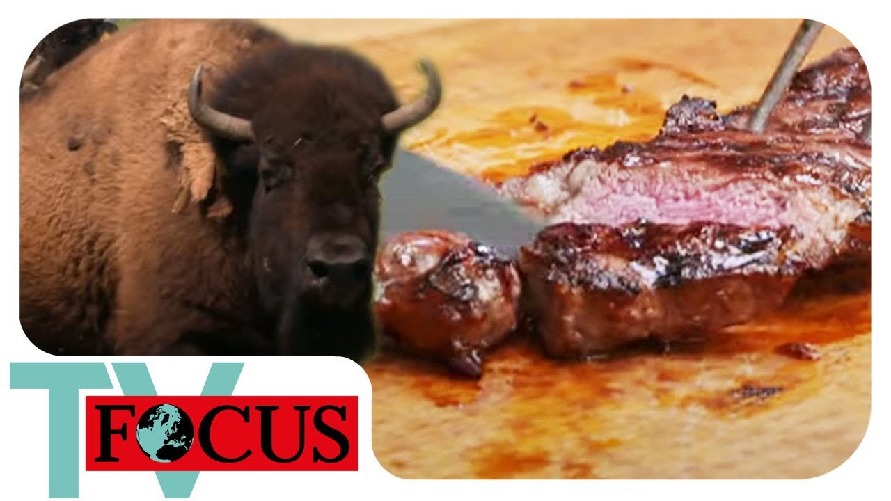 Delikatesse Bison: Wie gut schmeckt das exotische Fleisch? | Focus TV Reportage