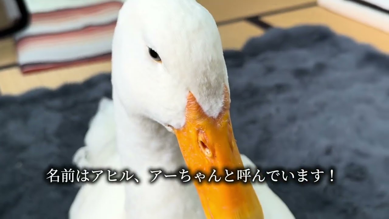 アヒルとアチャモのお泊まり③ 2026.2.7(土)