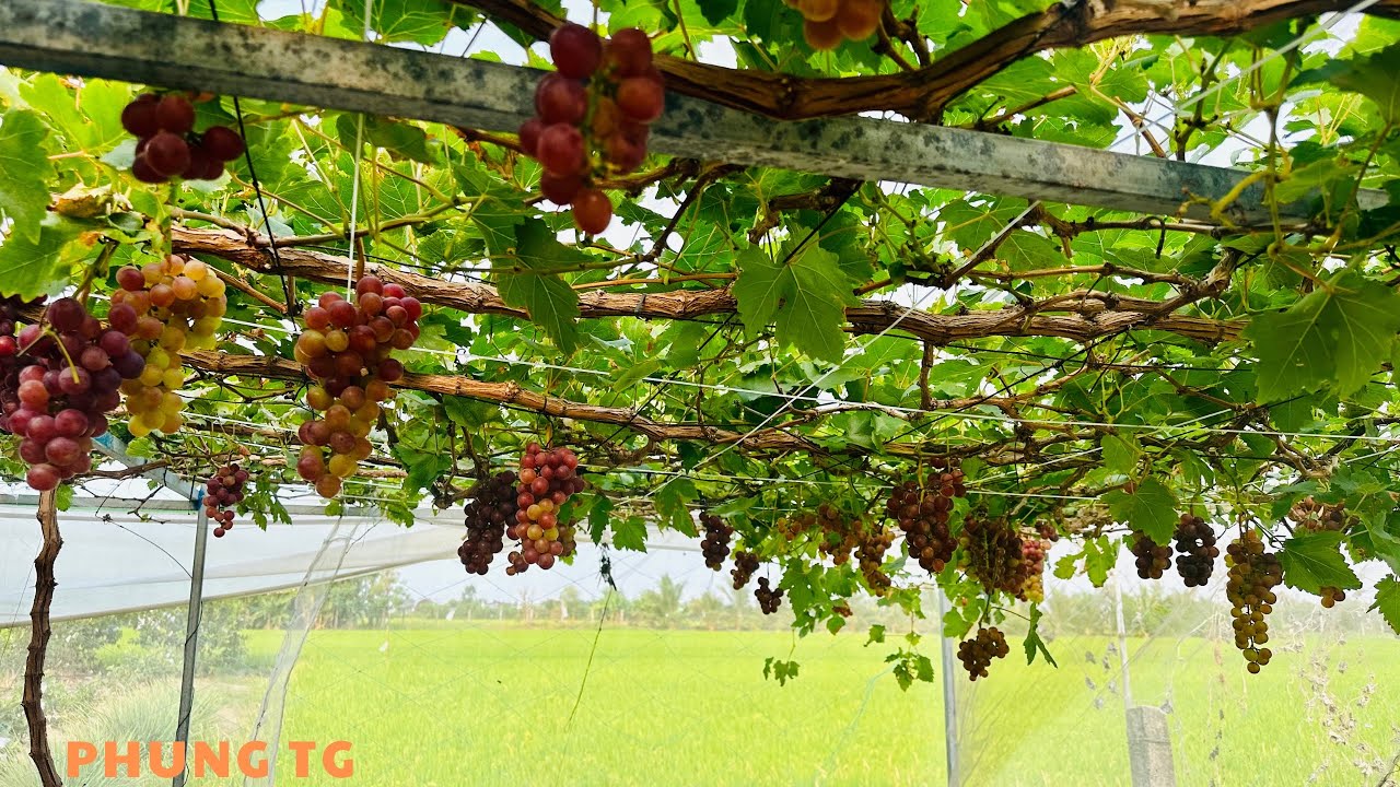 Review Vườn Nho- T&aacute;o tr&ecirc;n đường xuống biển T&acirc;n Th&agrave;nh-TP G&ograve; C&ocirc;ng-Tiền Giang