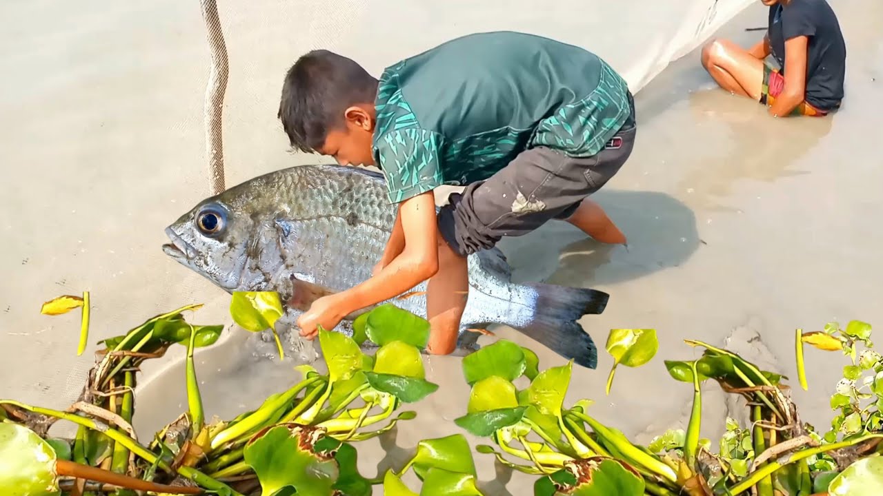 নদীতে গড়াজালে বগনি মাছ শিকার||Little Boy's Great Bogni Fishing