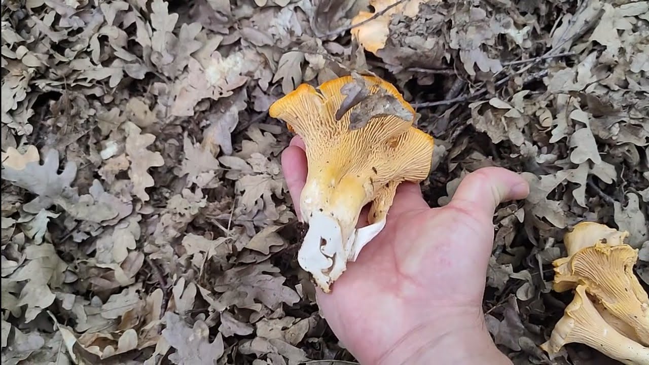 CANTHARELLUS MADRID (6/7/2024) CONTINUA EL BROTE.