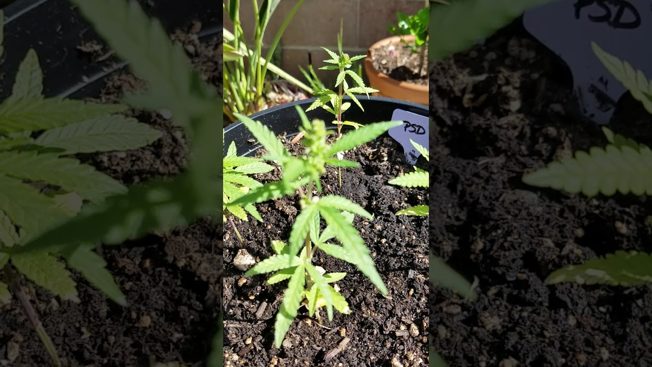 How to Tell the Difference Between a Male vs Female Cannabis Plant