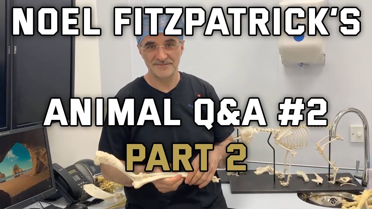 Animal Q&A #2 PART 2 with Noel Fitzpatrick - 15th May 2020