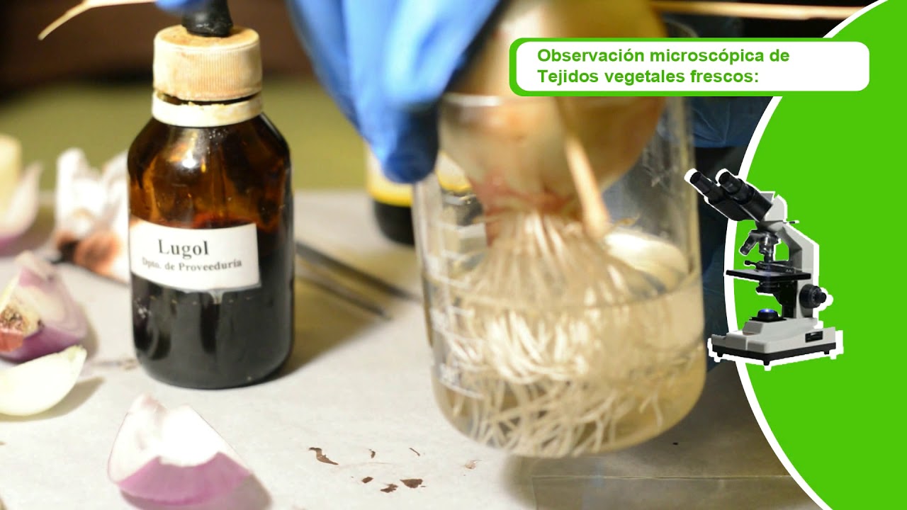 Práctico: Observación de tejidos vegetales.