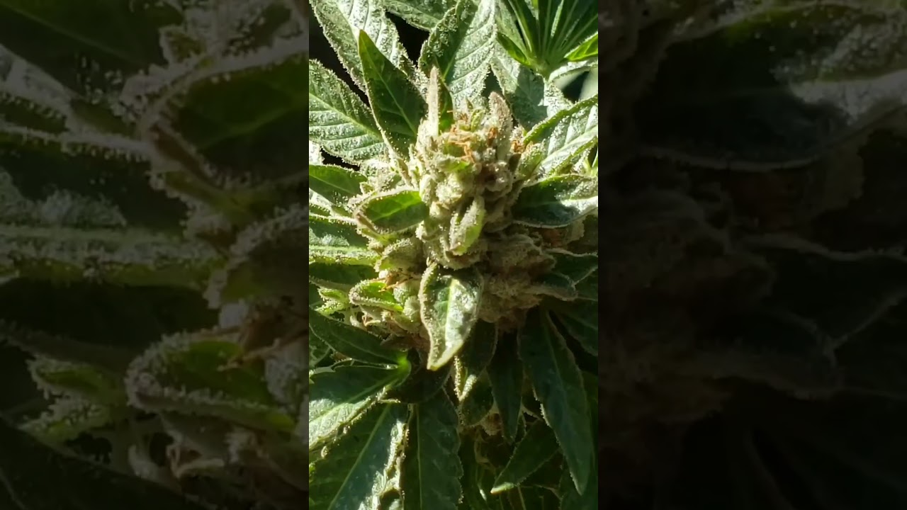 Autoflower #fastbuds420