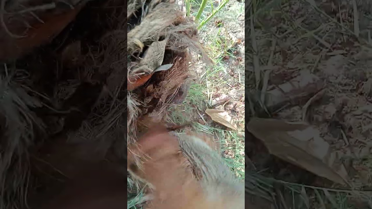 فحص وعلاج النخيل من سوسة النخيل الحمراء