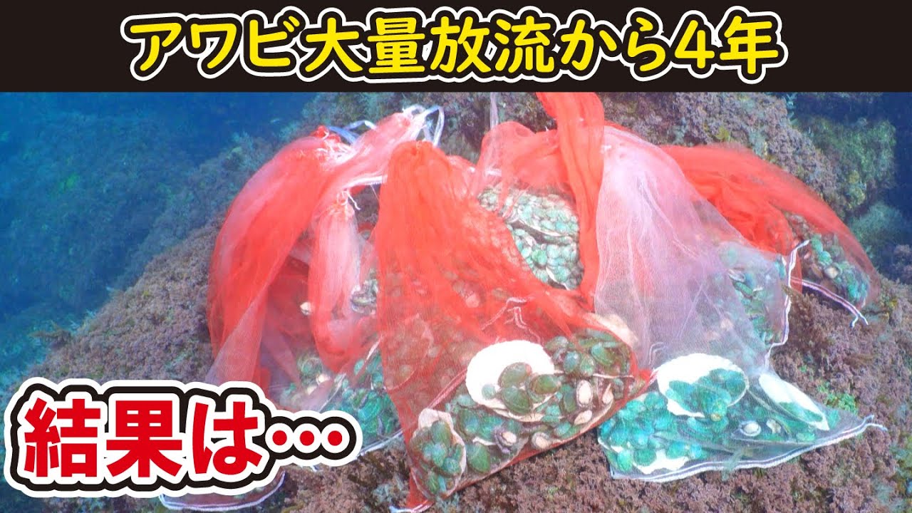 ４年でアワビ１７,０００匹を海に放流した最終結果を報告します【完】