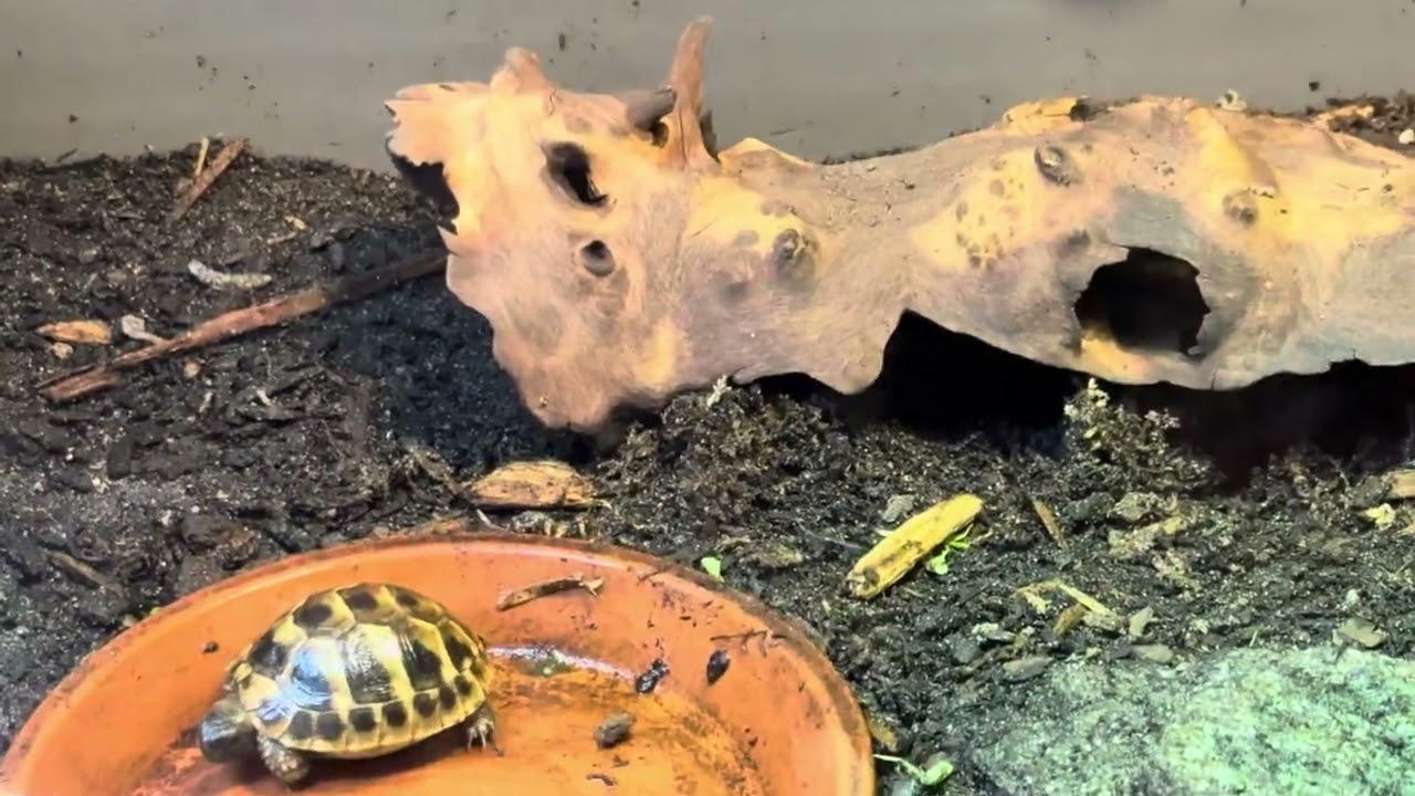 Dalmation Hermann's Tortoise Babies and their indoor Enclosure!