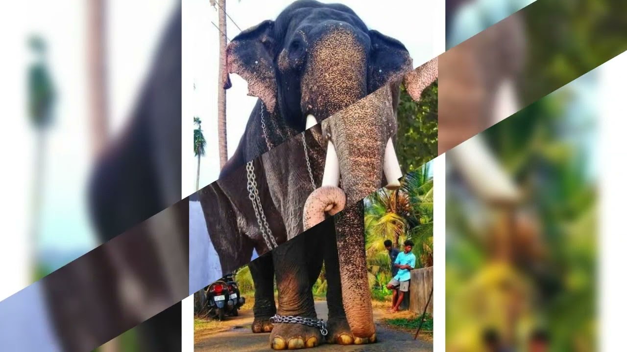 paranur nandan