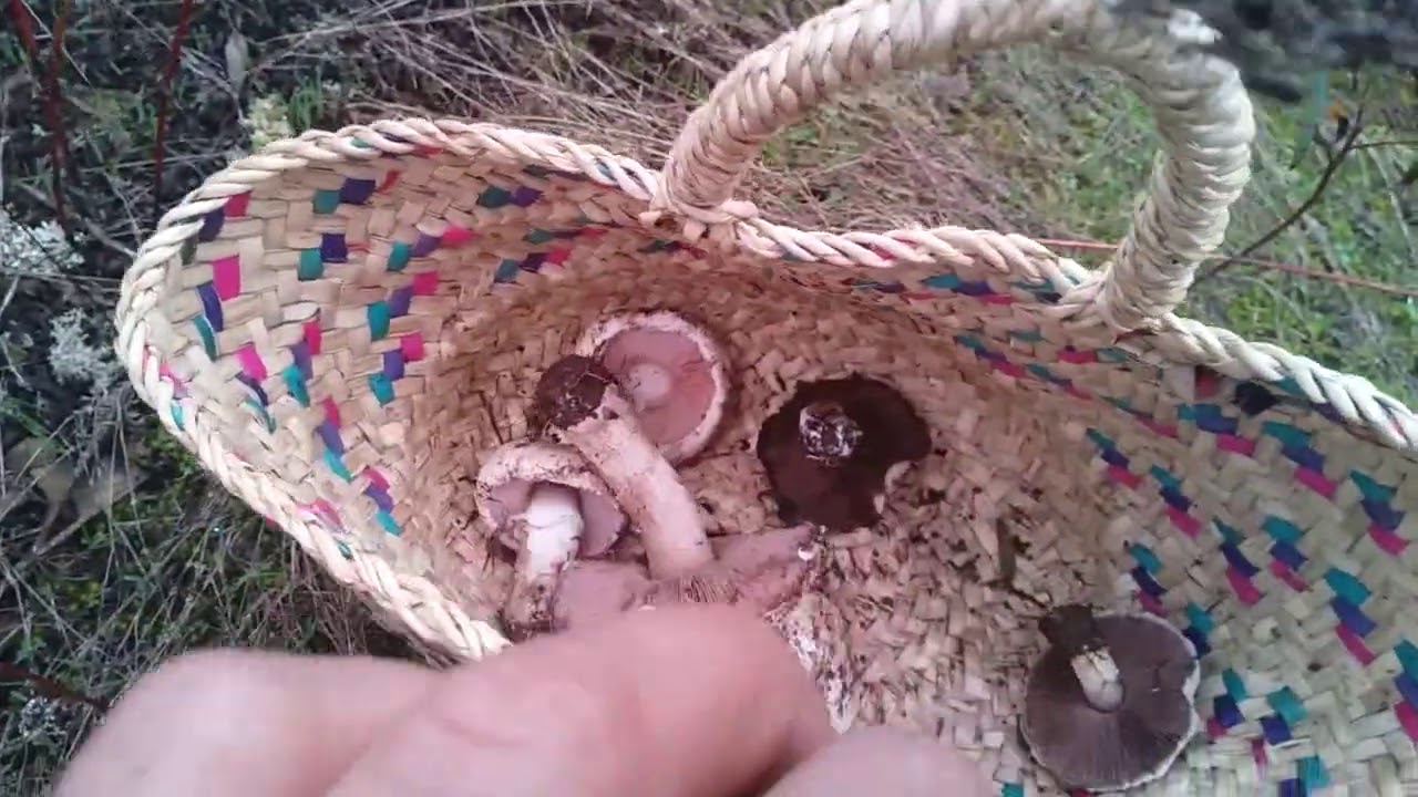 نوع من انواع الفطر البري الغير صالح للاكل types de champignons